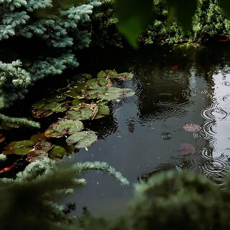 Stupina Gasthuis Braşov