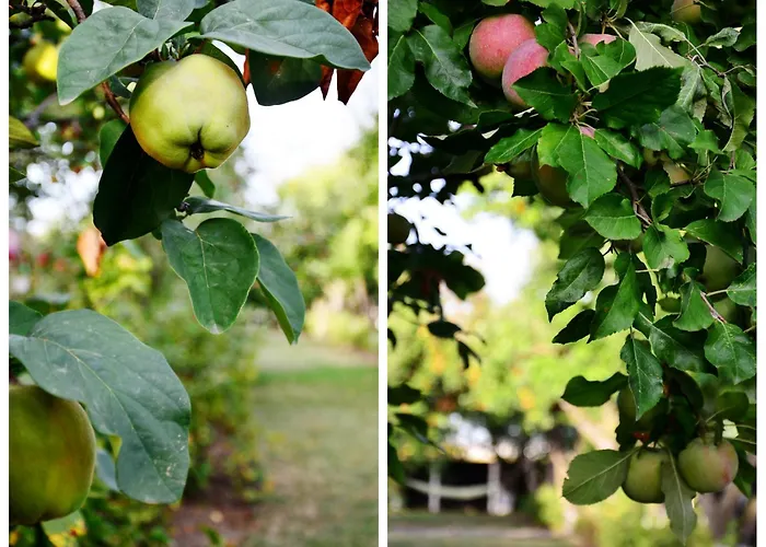 Pensión Stupina Braşov